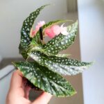 Begonia maculata SILVER SPOT - obrazek 2