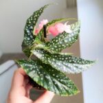 Begonia maculata SILVER SPOT - obrazek 3