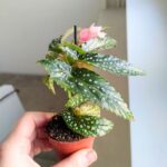 Begonia maculata SILVER SPOT - obrazek 4