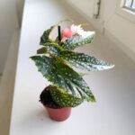 Begonia maculata SILVER SPOT - obrazek 5