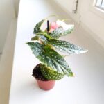 Begonia maculata SILVER SPOT - obrazek 6