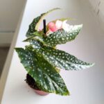 Begonia maculata SILVER SPOT - obrazek 7