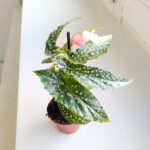 Begonia maculata SILVER SPOT - obrazek 8