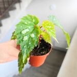 Begonia Mantuk - obrazek 8