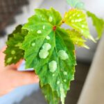 Begonia Mantuk