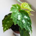 Begonia Mantuk - obrazek 7