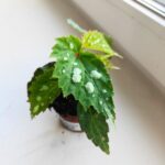 Begonia Mantuk - obrazek 6