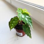 Begonia Mantuk - obrazek 5