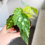 Begonia Mantuk - obrazek 4