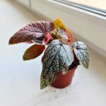 Begonia Morris - obrazek 6