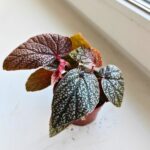 Begonia Morris - obrazek 5