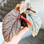 Begonia Morris - obrazek 4