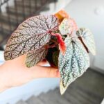 Begonia Morris