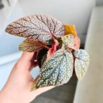 Begonia Morris - obrazek 2