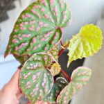 Begonia Muara Wahau - obrazek 6