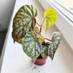 Begonia Muara Wahau - obrazek 5