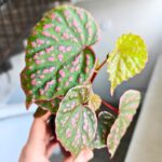 Begonia Muara Wahau - obrazek 4