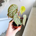 Begonia Muara Wahau - obrazek 3