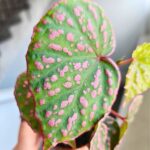 Begonia Muara Wahau