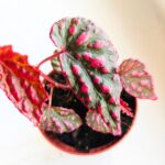 Begonia Pink Lady - obrazek 7