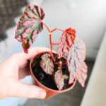 Begonia Pink Lady - obrazek 6