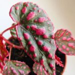 Begonia Pink Lady