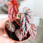 Begonia Pink Lady - obrazek 4