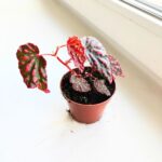 Begonia Pink Lady - obrazek 3