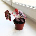 Begonia Pink Lady - obrazek 2