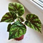 Begonia Pseudoedulis Shiwanshan - obrazek 7