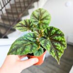 Begonia Pseudoedulis Shiwanshan - obrazek 6