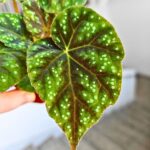 Begonia Pseudoedulis Shiwanshan