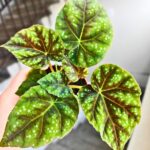 Begonia Pseudoedulis Shiwanshan - obrazek 4