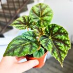 Begonia Pseudoedulis Shiwanshan - obrazek 3