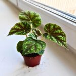 Begonia Pseudoedulis Shiwanshan - obrazek 2