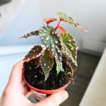 Begonia Sumatran Spotted - obrazek 6