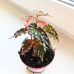 Begonia Sumatran Spotted - obrazek 5