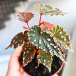 Begonia Sumatran Spotted - obrazek 4