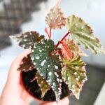 Begonia Sumatran Spotted - obrazek 3