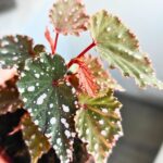 Begonia Sumatran Spotted