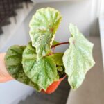 Begonia Temuyuk Silver
