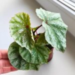 Begonia Temuyuk Silver - obrazek 4