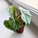 Begonia Temuyuk Silver - obrazek 3
