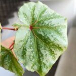 Begonia Temuyuk Silver - obrazek 2