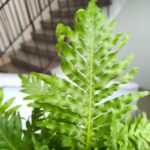 Paproć BLECHNUM GIBBUM Silver Lady - obrazek 2