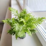 Paproć BLECHNUM GIBBUM Silver Lady - obrazek 8