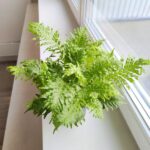 Paproć BLECHNUM GIBBUM Silver Lady - obrazek 10