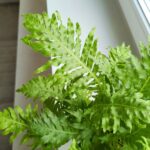 Paproć BLECHNUM GIBBUM Silver Lady - obrazek 6