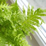 Paproć BLECHNUM GIBBUM Silver Lady - obrazek 7