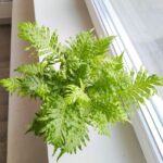 Paproć BLECHNUM GIBBUM Silver Lady - obrazek 5